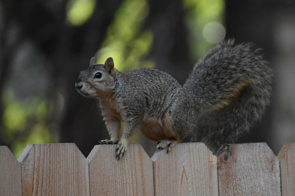 squirrel, animal, nature-8338307.jpg